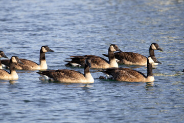 Group of Canadian Geese swimming in body of water lake together to the right