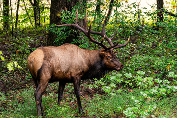 Naklejka na ściany i meble Wild bull elk with large antlers in forest smiling in Smokey Mountain National Park