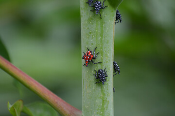 Spotted Lanternfly nymphs, red, black, and white on green Tree of Heaven plant. This invasive...