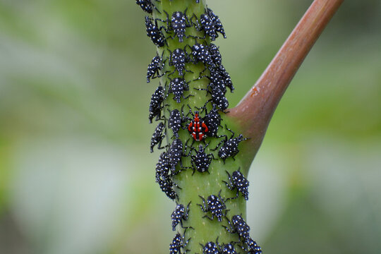 Spotted Lanternfly, closeup of nymphs. Red, black, and white bugs on green Tree of Heaven. This invasive insect (Lycorma delicatula) threatens crops and city street trees.