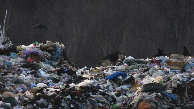 Seagulls and crows fly over the dump. Mountains of unsorted garbage. A flock of birds flies over the garbage in search of food. Junkyard footage 4K. Garbage can background.