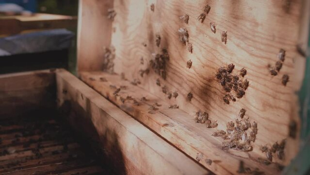 Bees walk on the lid of the hive. An open hive for service and cleaning. Business in an apiary in the forest, the maintenance of a colony of bees and queens.