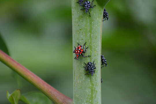 Spotted Lanternfly nymphs, red, black, and white on green Tree of Heaven plant. This invasive insect (Lycorma delicatula) is spreading in the eastern United States.