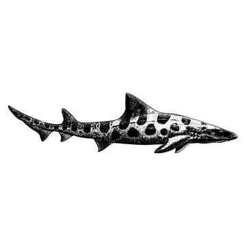 Leopard Shark hand drawing vector isolated on background.