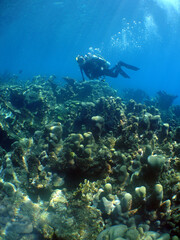 diver on a reef in the caribbean sea