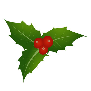 Holly berry leaves Christmas. Vector illustration