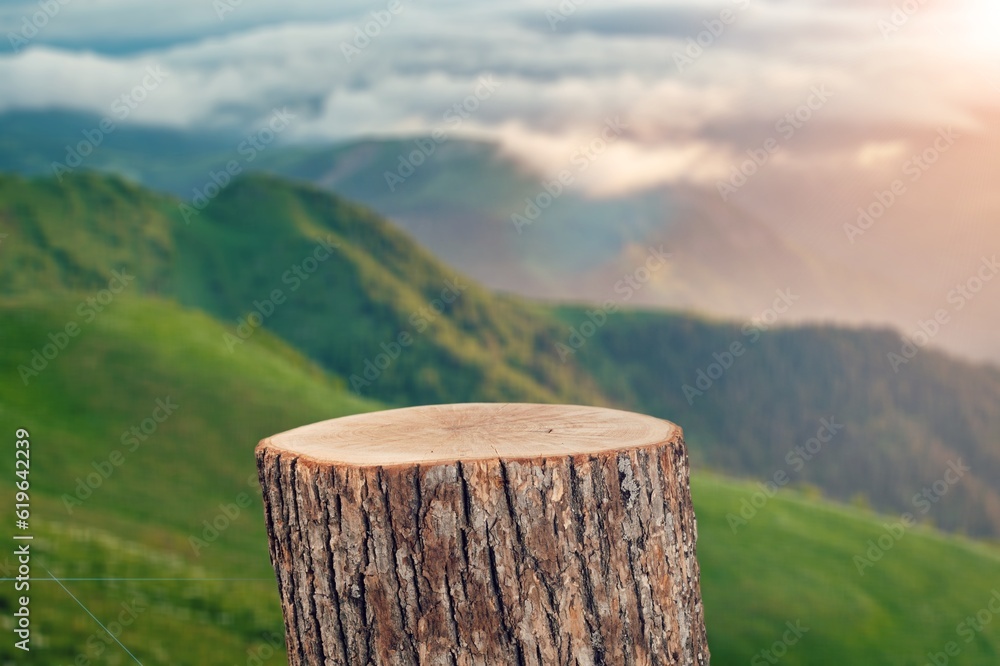 Canvas Prints Tree trunk Podium on nature background,