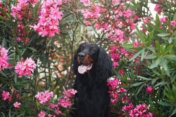 dog in pink oleander flowers outdoors. Gordon setter in nature