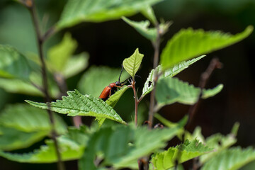 A beetle or insect on a plant.