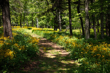 path in the park with flowers