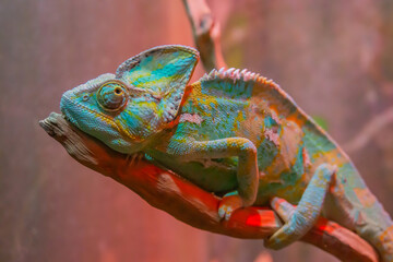 Chameleon close up. Multicolor Beautiful Chameleon closeup reptile with colorful bright skin....