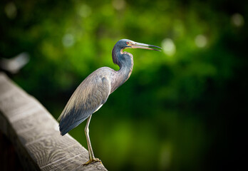 Birds of the Low Country