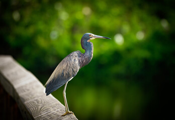 Birds of the Low Country