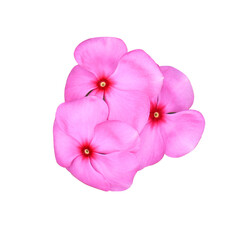 Fototapeta na wymiar Pink-purple Catharanthus roseus or Madagascar periwinkle or Vinca or Old maid or Cayenne jasmine or Rose periwinkle flower bouquet isolated on transparent background.