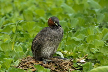 Little grebe mother lays its eggs in the nest on water lake in spring. Waterbird on river. Wild feathered animal with family on nature nest.