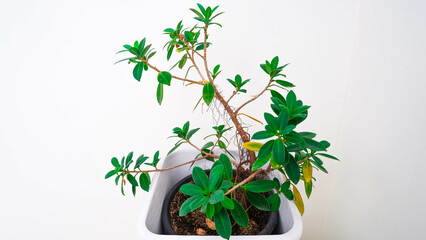 plant pots in the corner of an open space