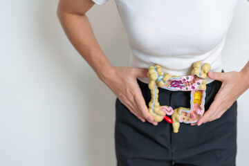 Woman holding human Colon anatomy model. Colonic disease, Large Intestine, Colorectal cancer, Ulcerative colitis, Diverticulitis, Irritable bowel syndrome, Digestive system and Health concept