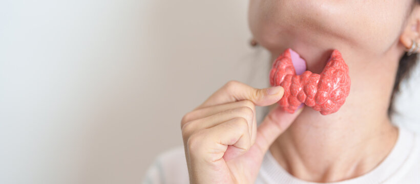 Woman holding human Thyroid anatomy model with her Neck. Hyperthyroidism, Hypothyroidism, Hashimoto Thyroiditis, Thyroid Tumor and Cancer, Postpartum, Papillary Carcinoma and Health concept