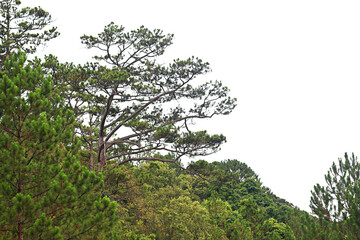 Fototapeta na wymiar Cluster of pine trees isolation on transparent background