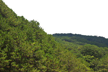 Fototapeta na wymiar Pine tree hills isolation on transparent background 