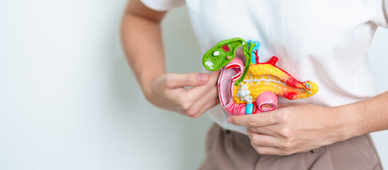 Woman holding human Pancreatitis anatomy model with Pancreas, Gallbladder, Bile Duct, Duodenum, Small intestine. Pancreatic cancer, Acute and Chronic pancreatitis,  Digestive system and Health concept - obrazy, fototapety, plakaty