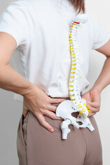 woman with human Spine anatomy model. Spinal Cord Disorder and disease, Back pain, Lumbar, Sacral...