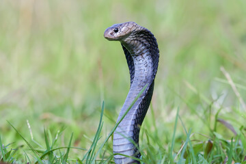 Javanese spitting cobra on a grassland