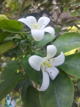 White flowers of climbing plant Stephanotis floribunda. Green leaves. Use the macro camera. Beautiful and fresh flowers.