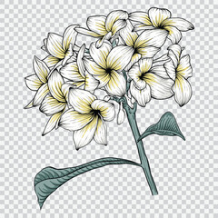 frangipani flower drawing vector illustrations. Botanical floral hand drawn element.