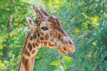 A giraffe profile portrait reaching for leaves with an outstretched neck and tongue reaching up to a high tree limb.