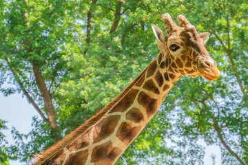 Curious giraffe looks at you head shot close up portrait.