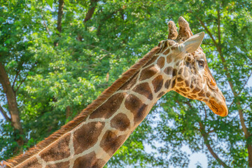 Giraffe head portrait in profile. In the background is a meadow with nice bokeh.