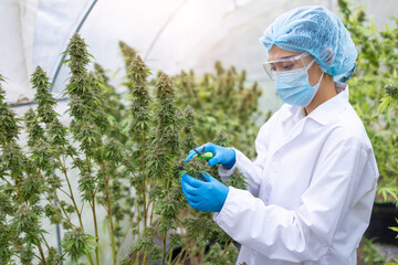Marijuana research, CBD hemp oil, Female  scientist checking and researched cannabis plants in...