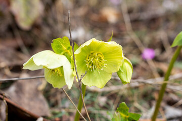 Spring period, forest park awakening in nature, flowering plants and walking on a sunny day.