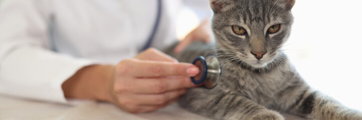 Female veterinarian examining grey striped cat with stethoscope