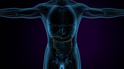 human digestive anatomy system. 3d render
