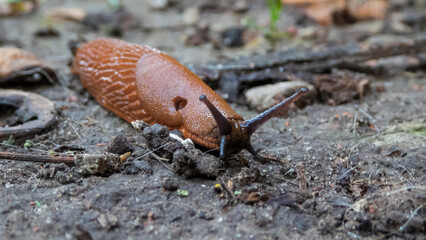 snail on the ground