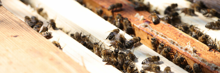 Honey bees swarm flying around enters hive