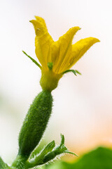 Close-up view of yellow petals of flowering cucumber growing in greenhouse on agricultural farm
