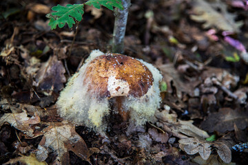 Mushroom in white moss