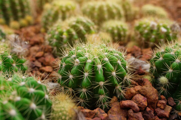 Naklejka na ściany i meble Echinopsis calochlora K. Schum green Cactus in Desert plants Garden