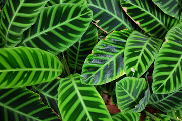 Green leaves background of Dumb Cane (Dieffenbachia﻿) plant in tropical rainforest and decoration indoor trees for a happier home for help purify air