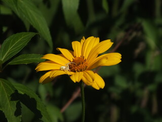 yellow flower