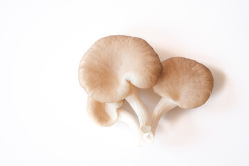 Fototapeta na wymiar The group of grey oyster mushroom isolated on white background. Delicious and nutritious ingredient for vegetarian and healthy lifestyle people.
