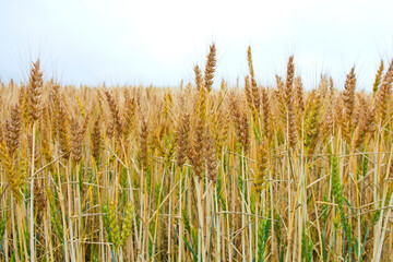 Agricultural landscape with barley fields  in Biei town, Hokkaido prefecture, Japan.