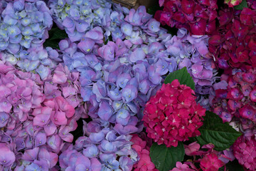 Multi coloured Hydrangea (Hydrangea macrophylla) or Hortensia flower with dew in slight color variations ranging from blue to purple. Floral composition with hortensia selective focus.