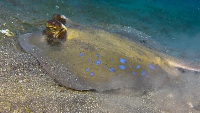 blue-spotted stingray close to seabed searching for food. Ray scans sand with feeding tools stirring up sand. Suddenly performs quick movements and swims away. Medium shot side view during day