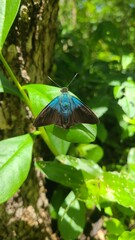 Two barred flasher 
