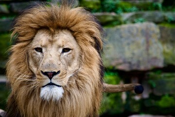 Fototapeta premium portrait of a lion in the zoo 