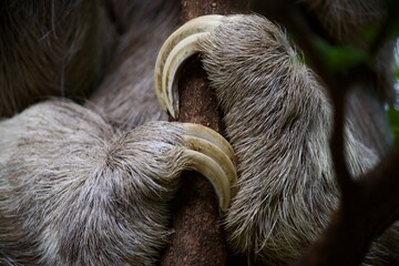 sloth feet wrapped around a tree branch © Ellen